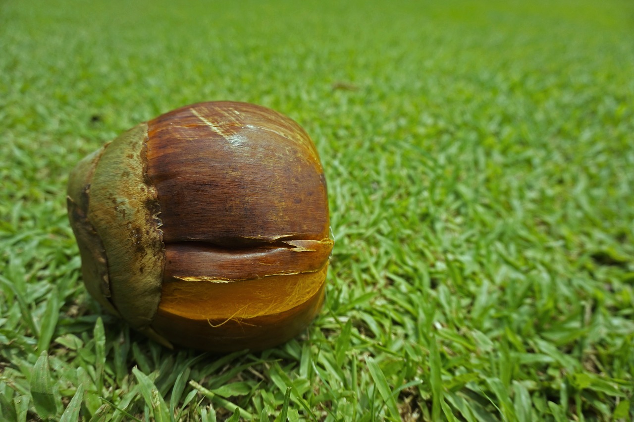 palm fruit grass free photo