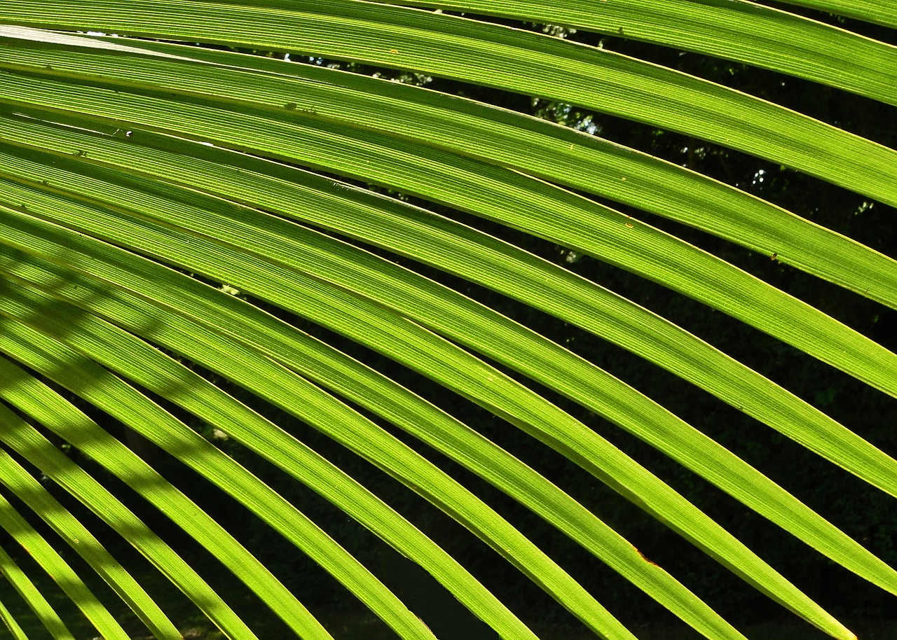 palm leaf green free photo