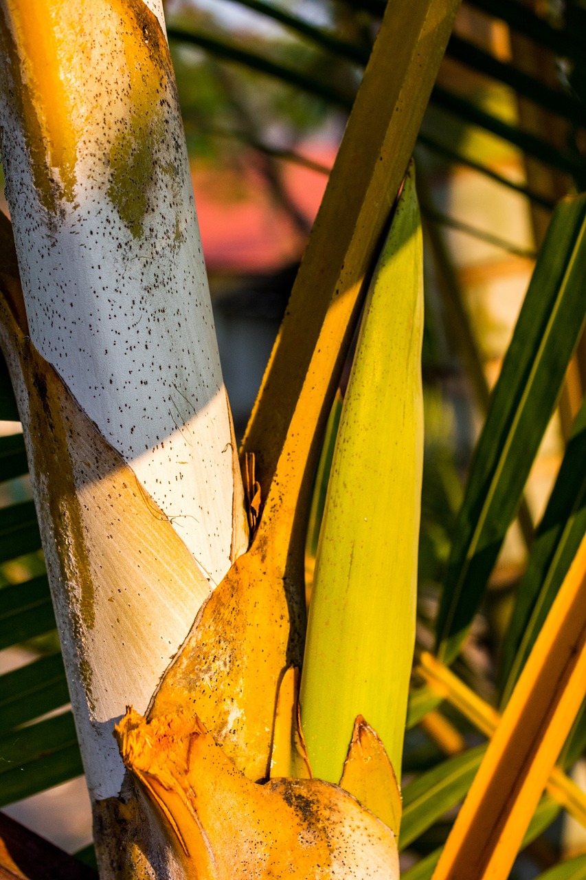 palm palm tree root frond free photo