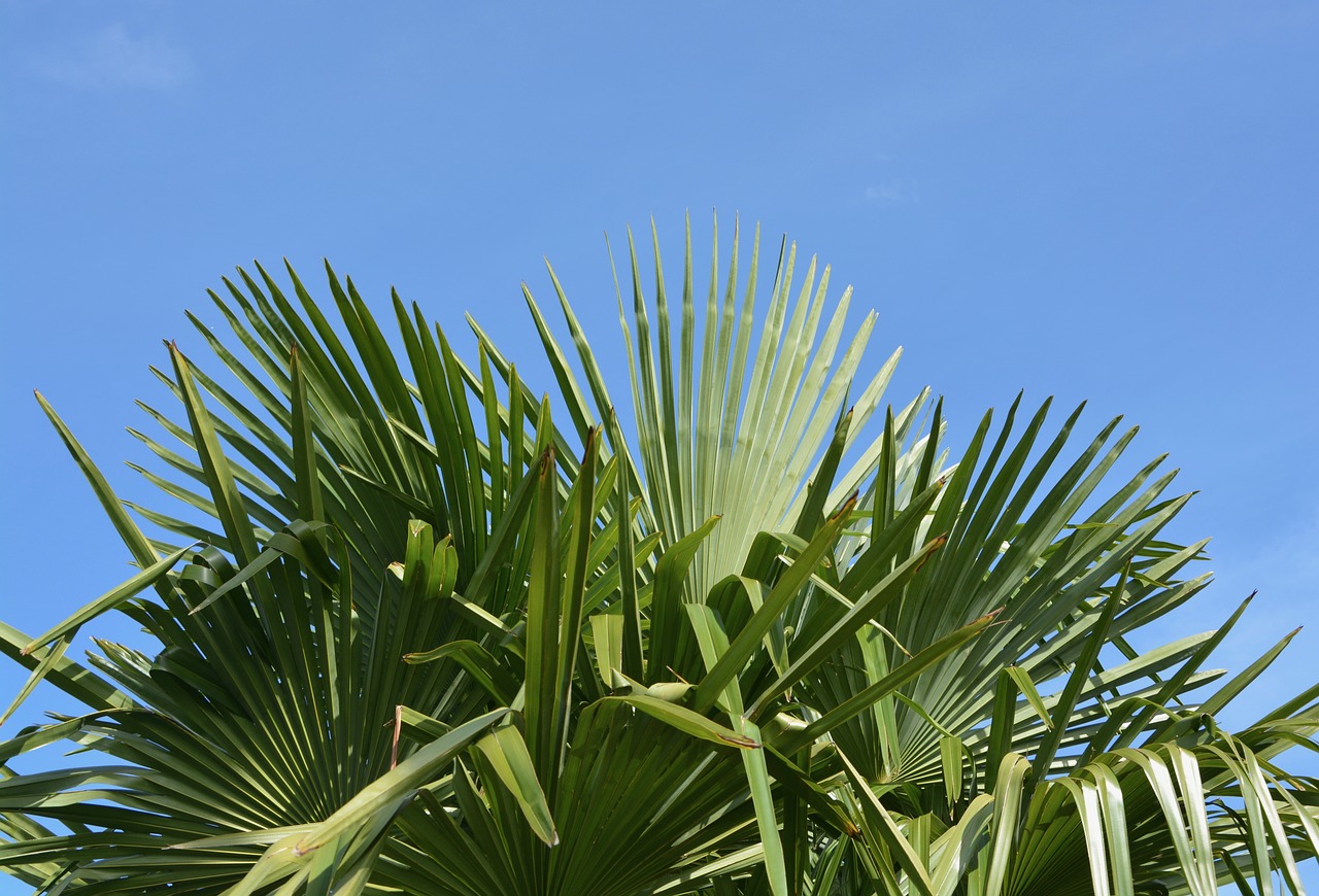 palm leaf green au gratin free photo