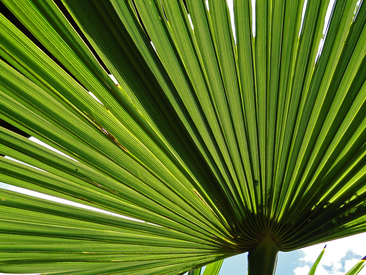 palm leaf green free photo