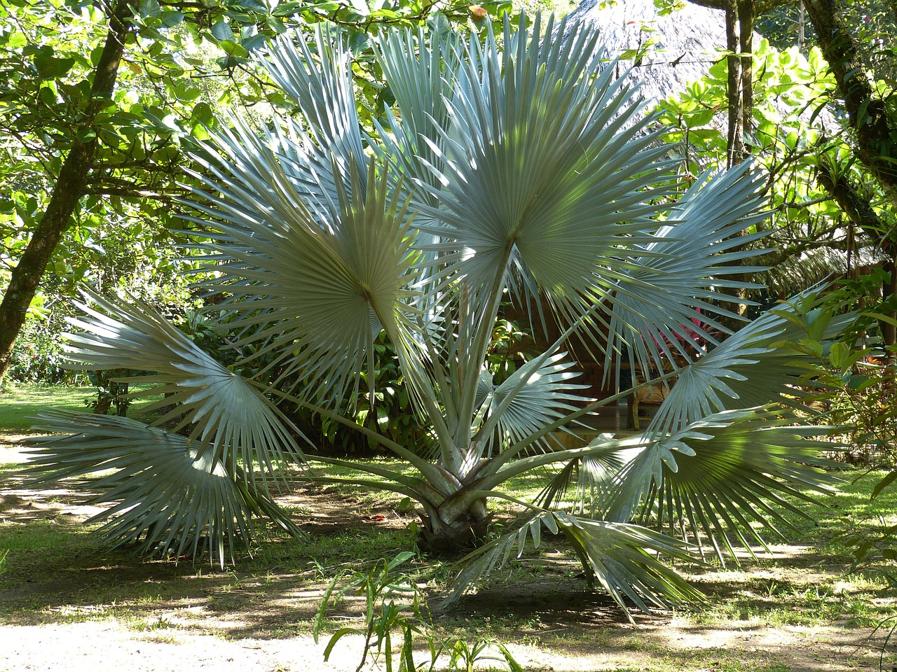 palm palm trees fan palm free photo