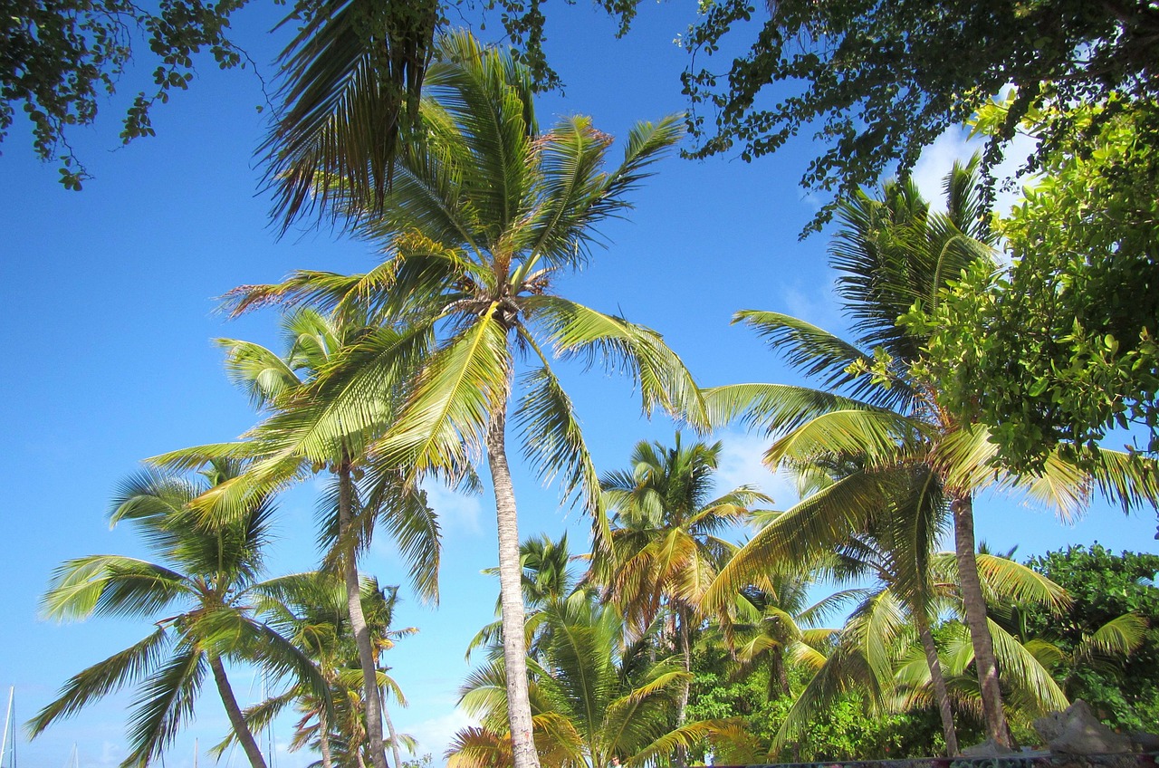 palm palm tree tropical free photo