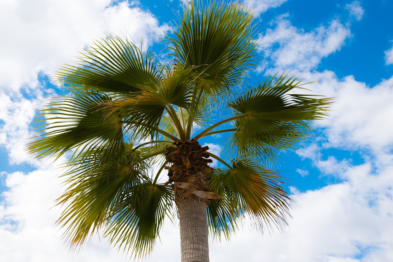 palm plant summer free photo