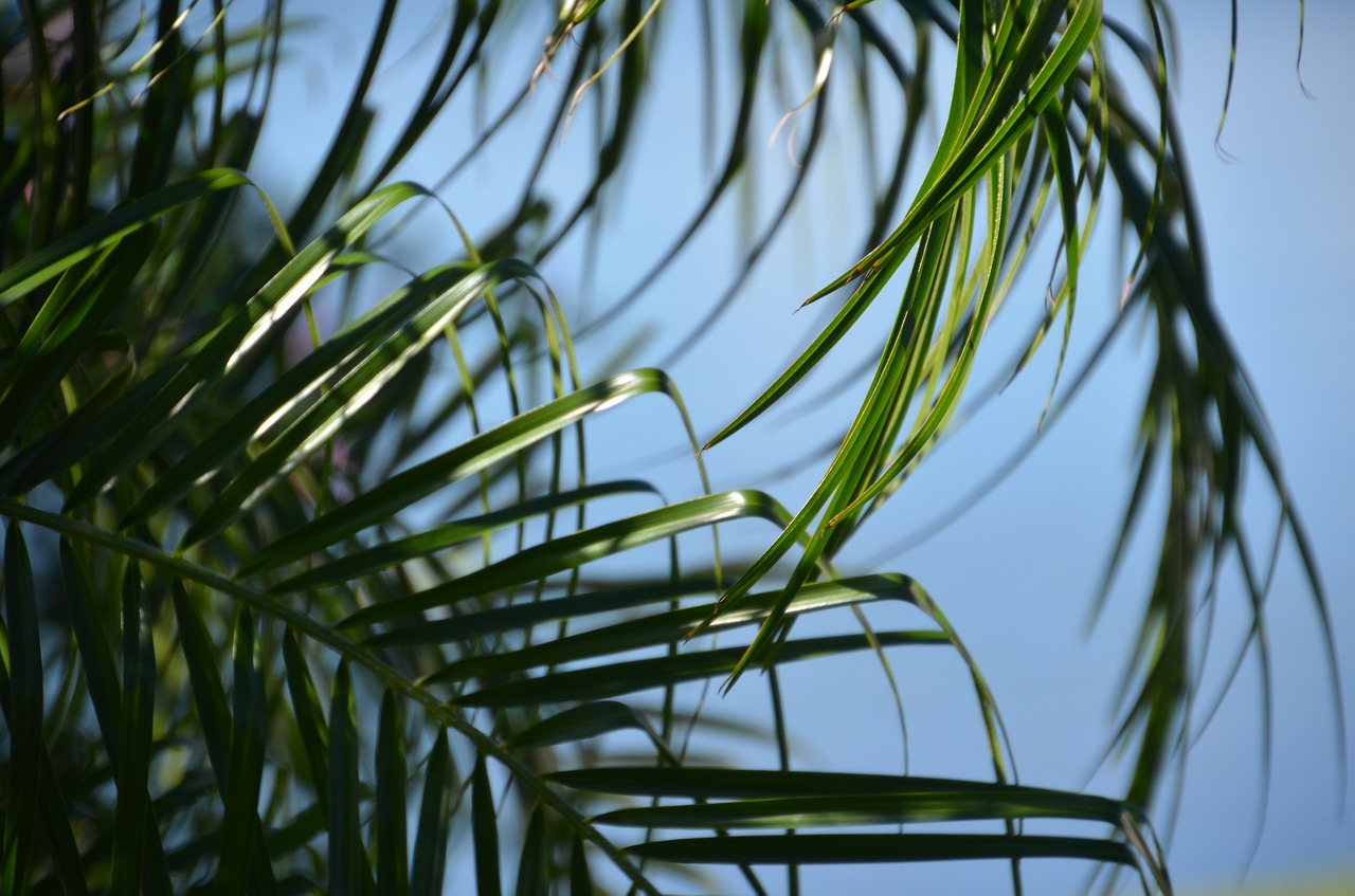 palm nature tree free photo