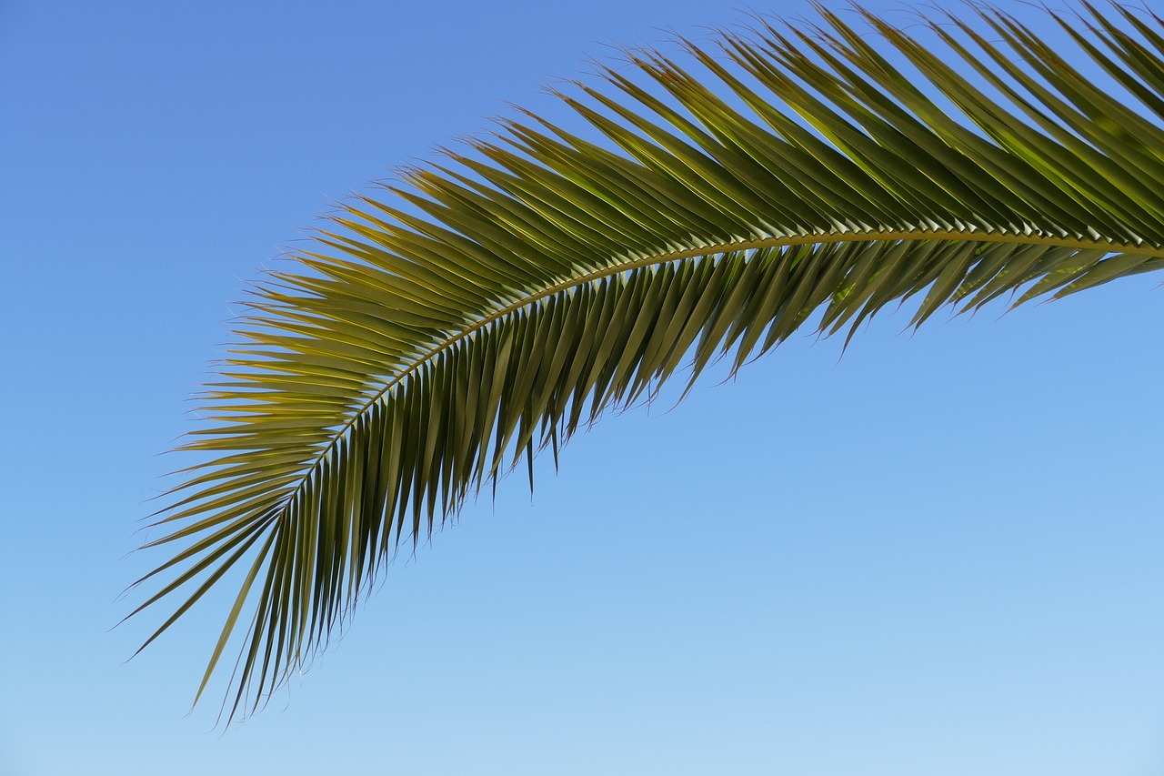 palm palm tree sheet free photo