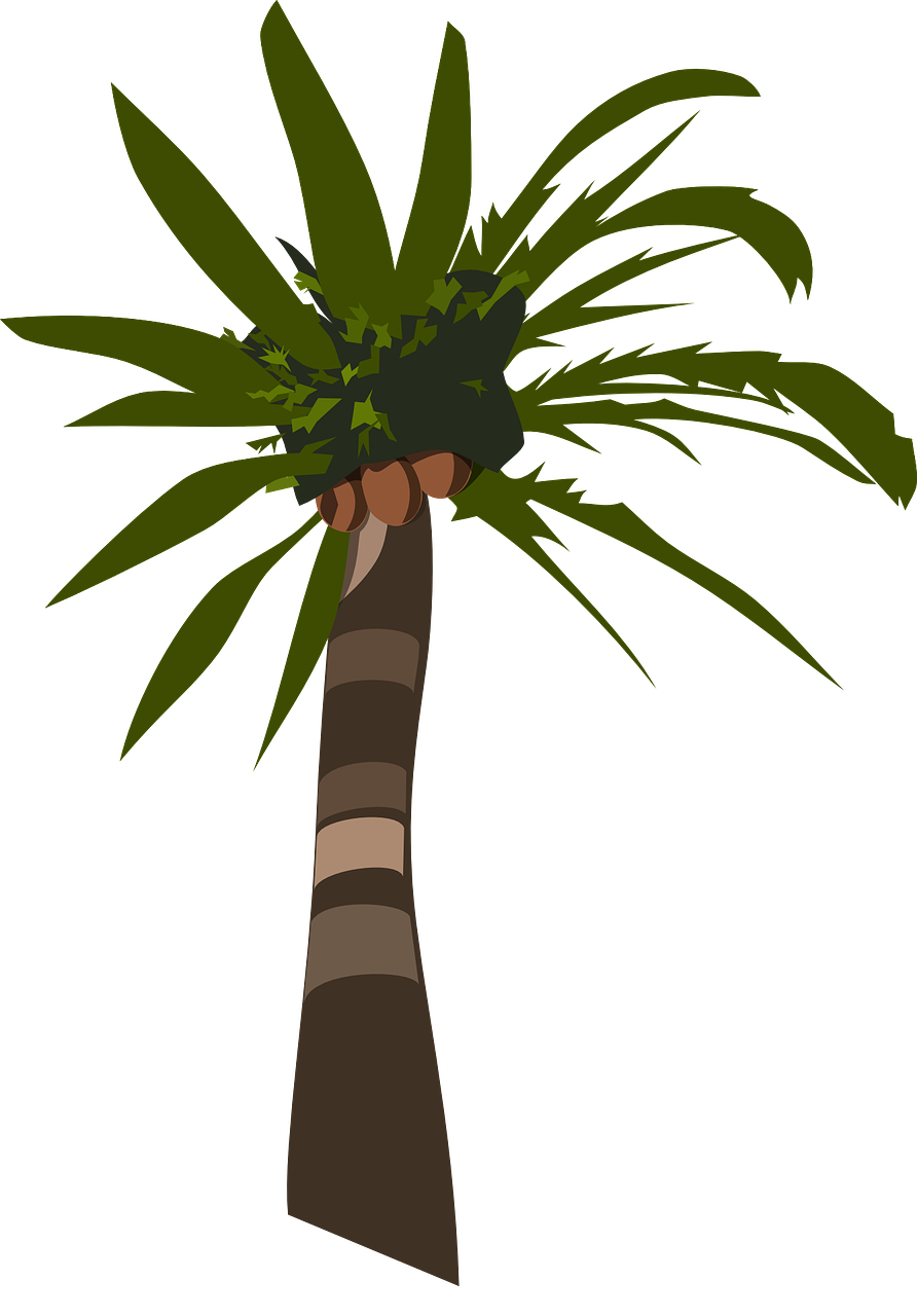 palm tree plant free photo