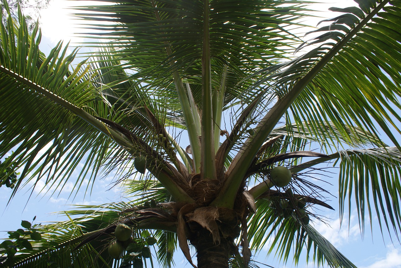 palm tropical summer free photo
