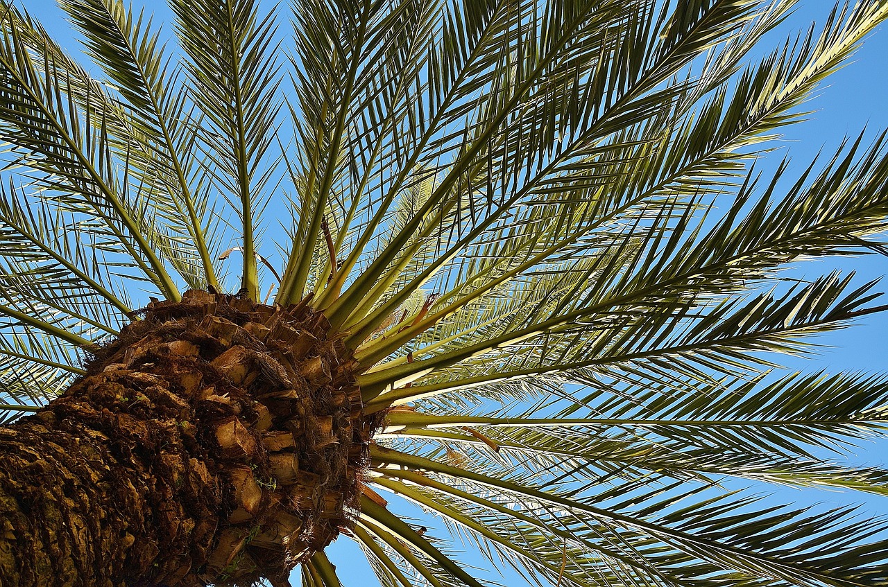 palm tree date palm free photo