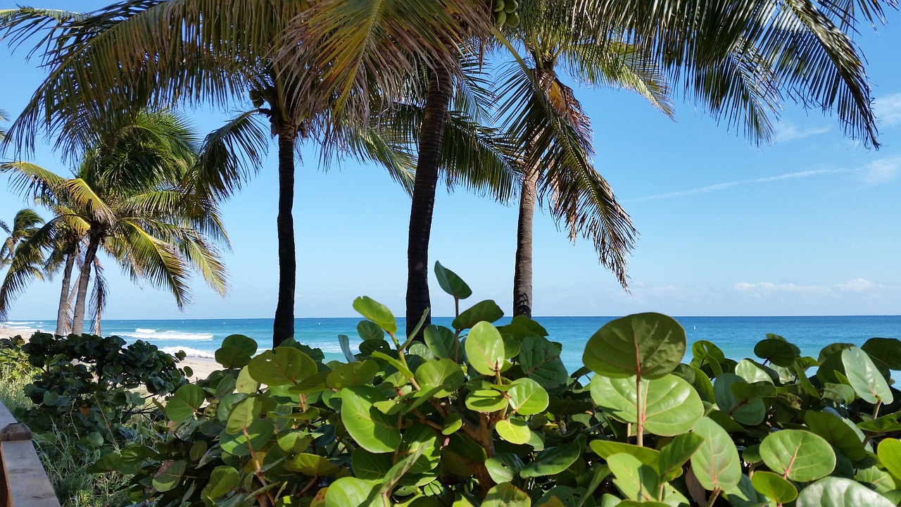 palm beach tropical free photo