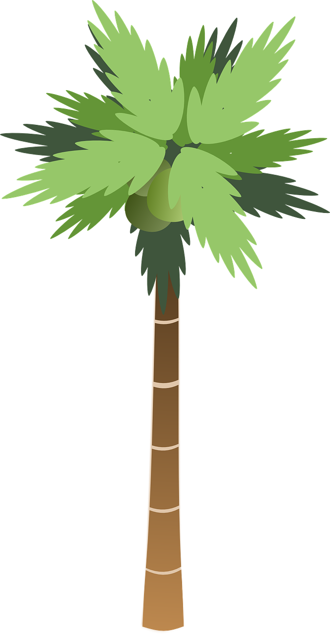 palm tree tall free photo