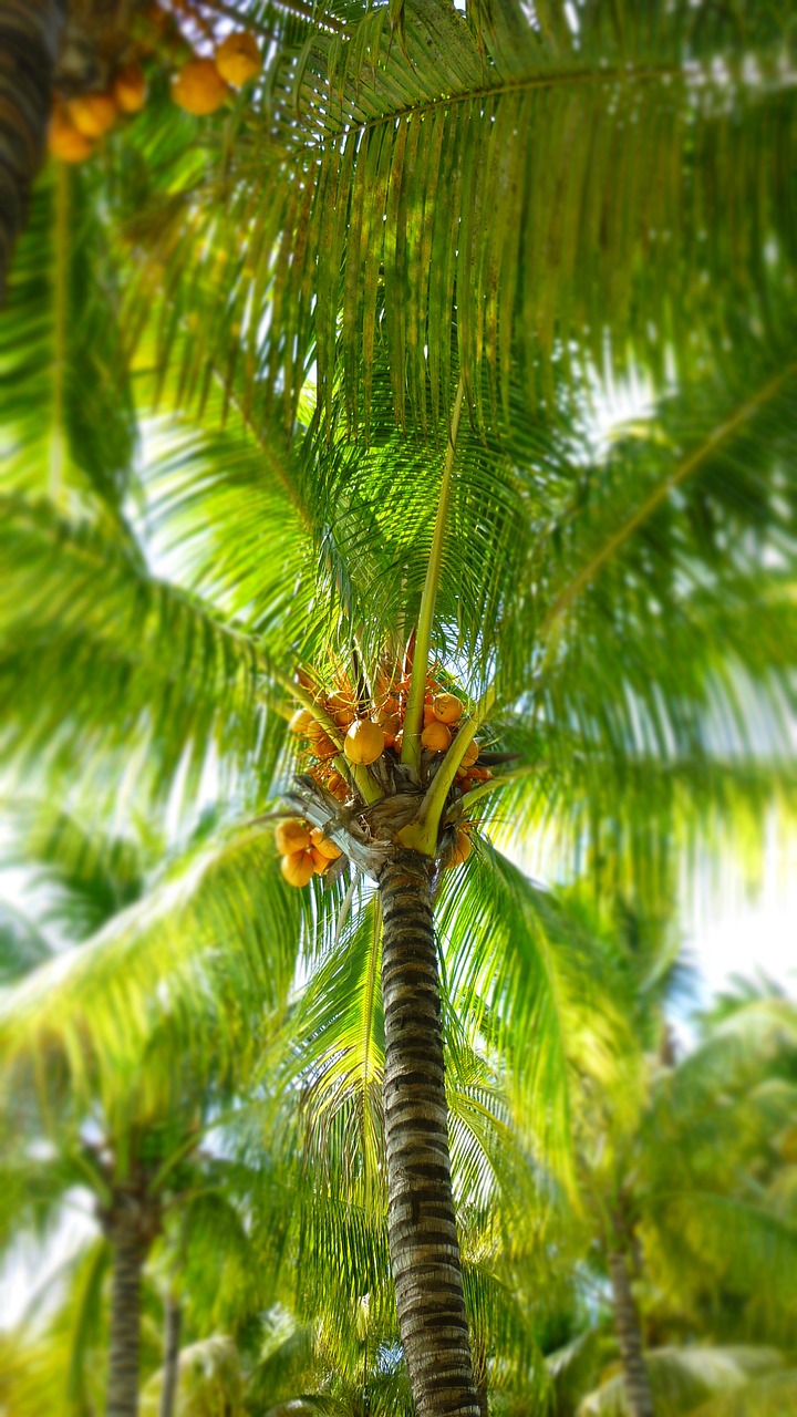 palm coconut palm leaf free photo