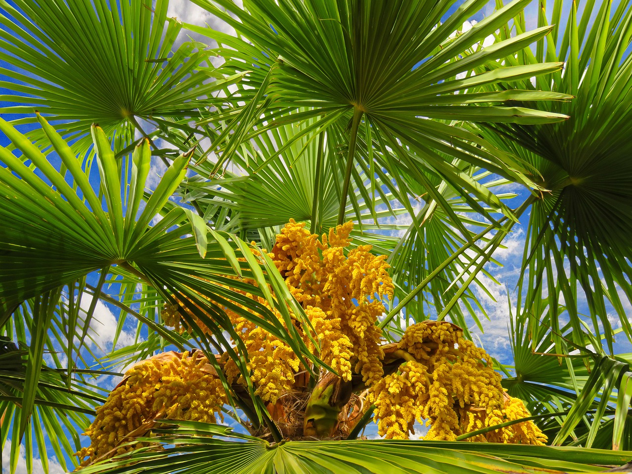palm tree tropical free photo