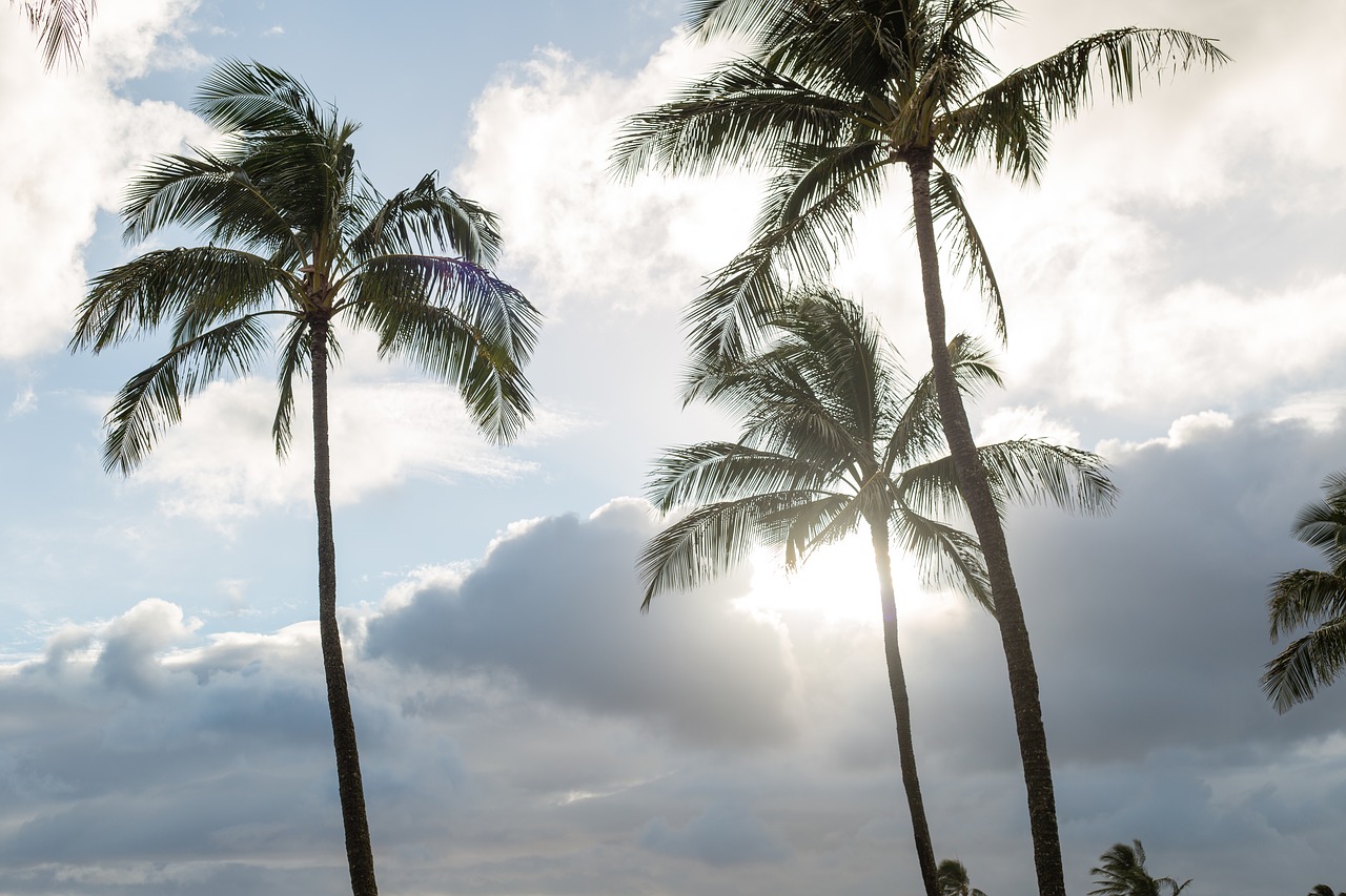 palm tropical beach free photo