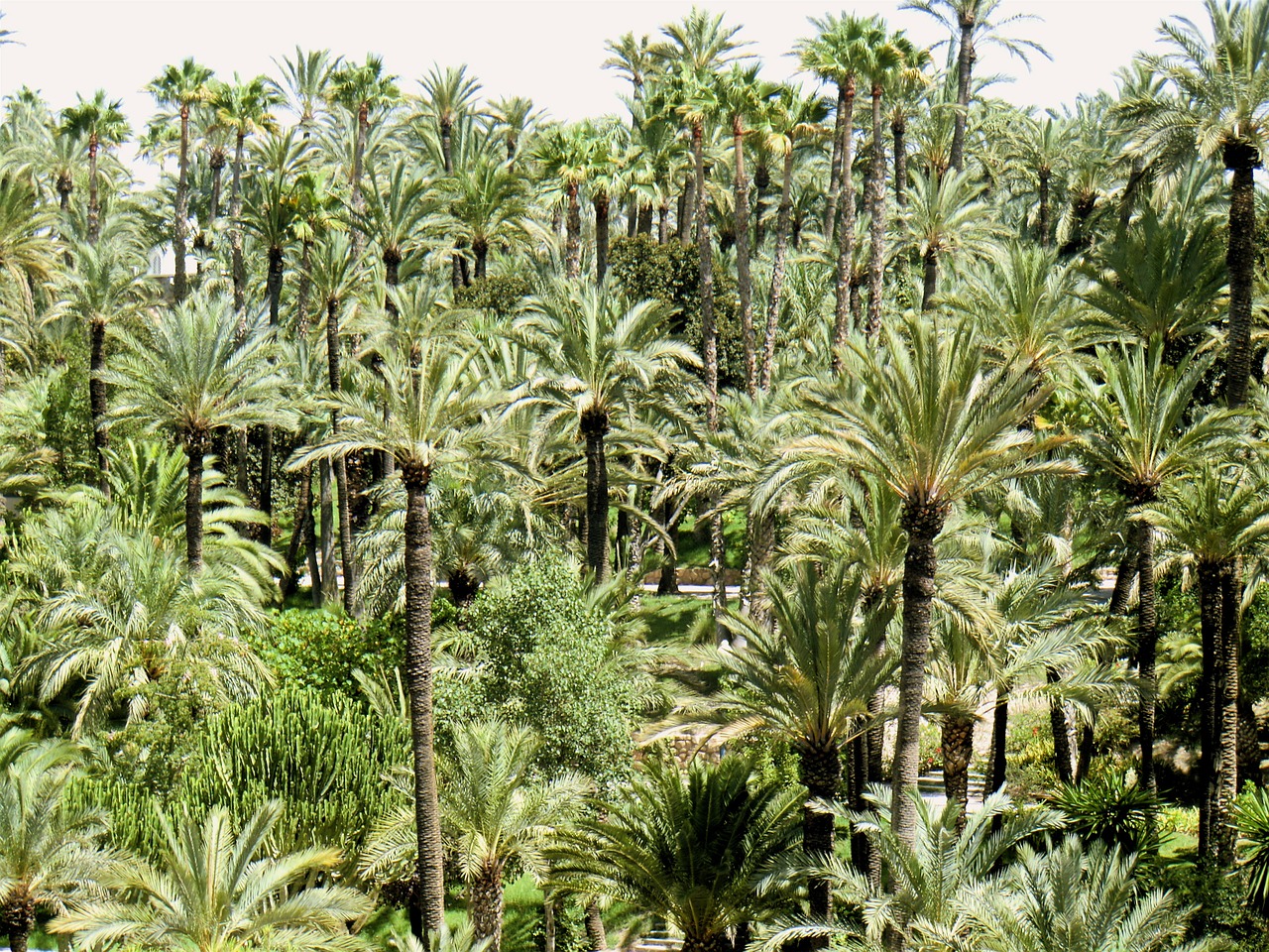 palm trees tree free photo