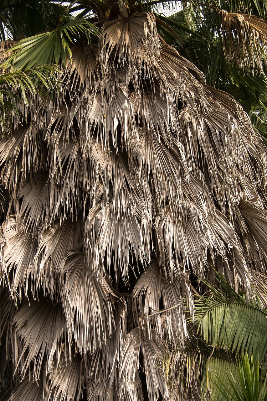 palm  fronds  hanging free photo