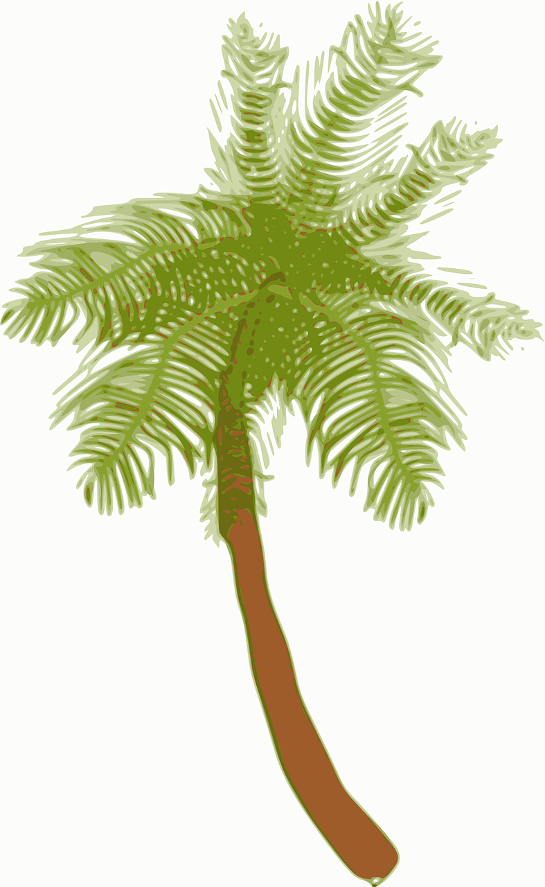 palm tree coconut free photo