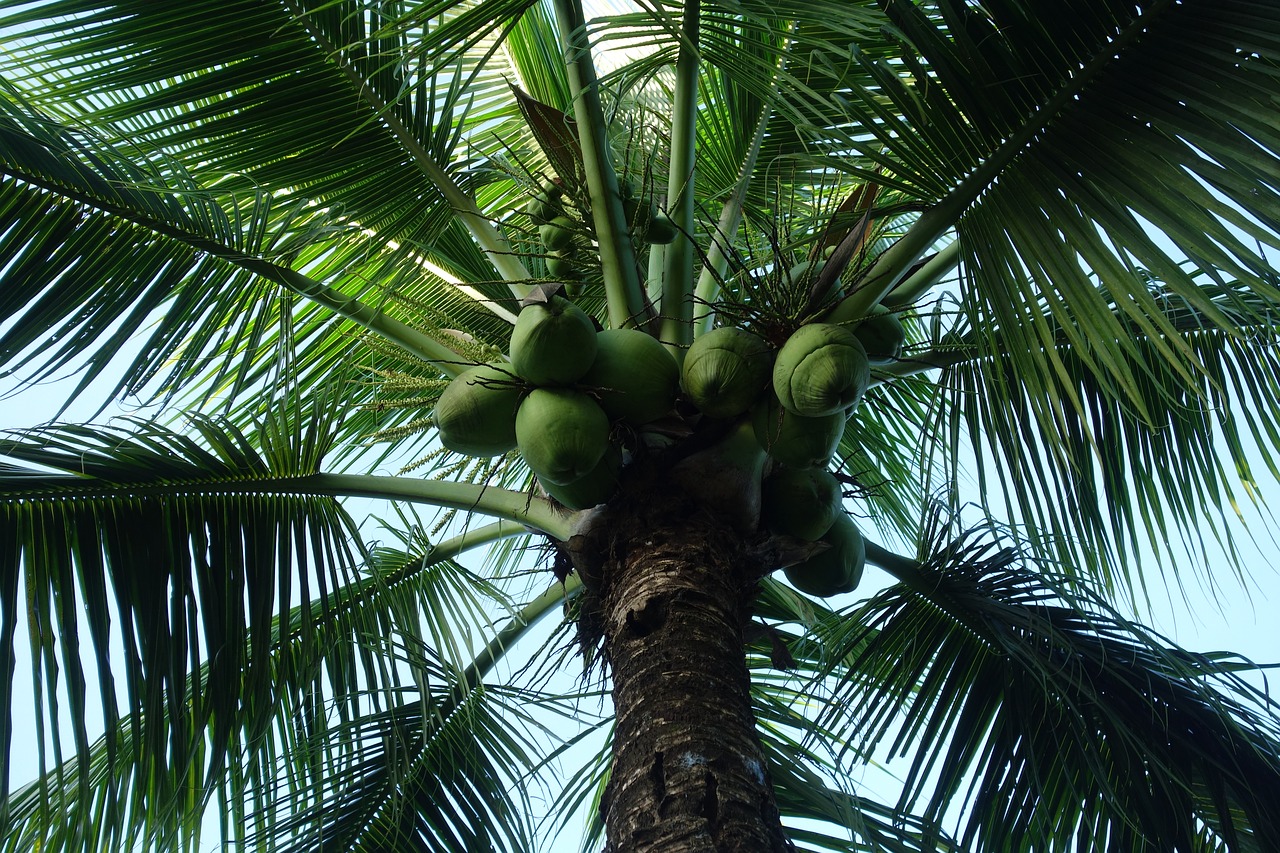 palm  tree  tropical free photo