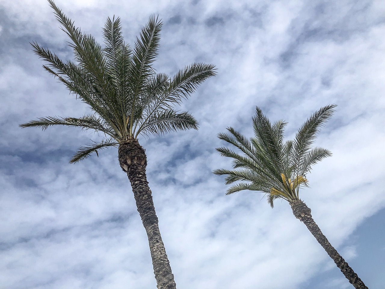 palm  sky  clouds free photo