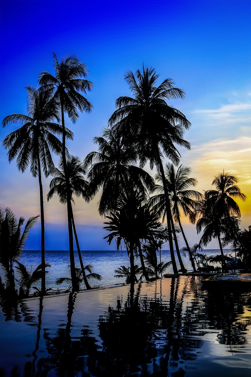 palm  beach  tropical free photo