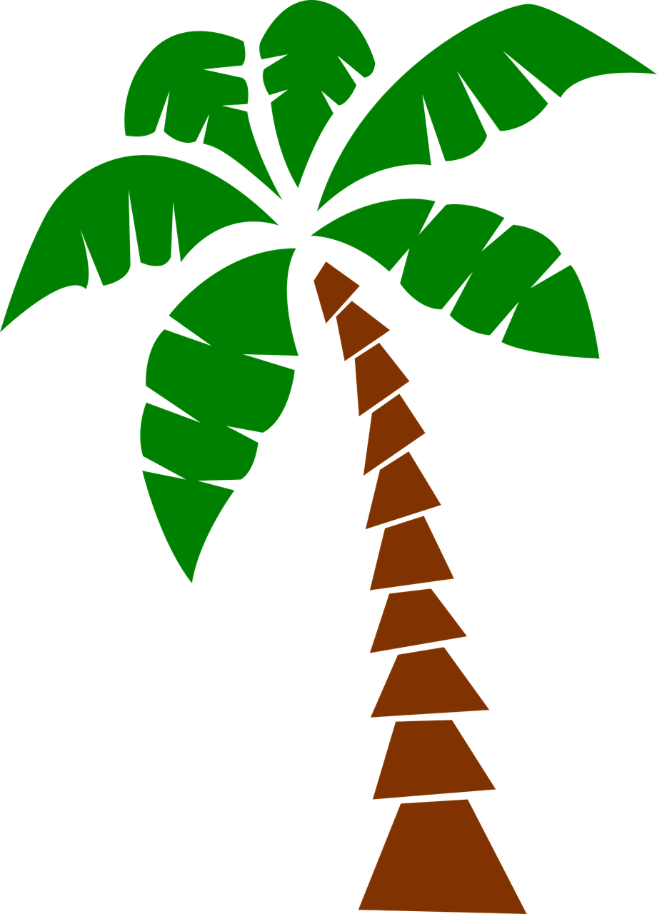 palm  tropical  Free vector graphics free photo