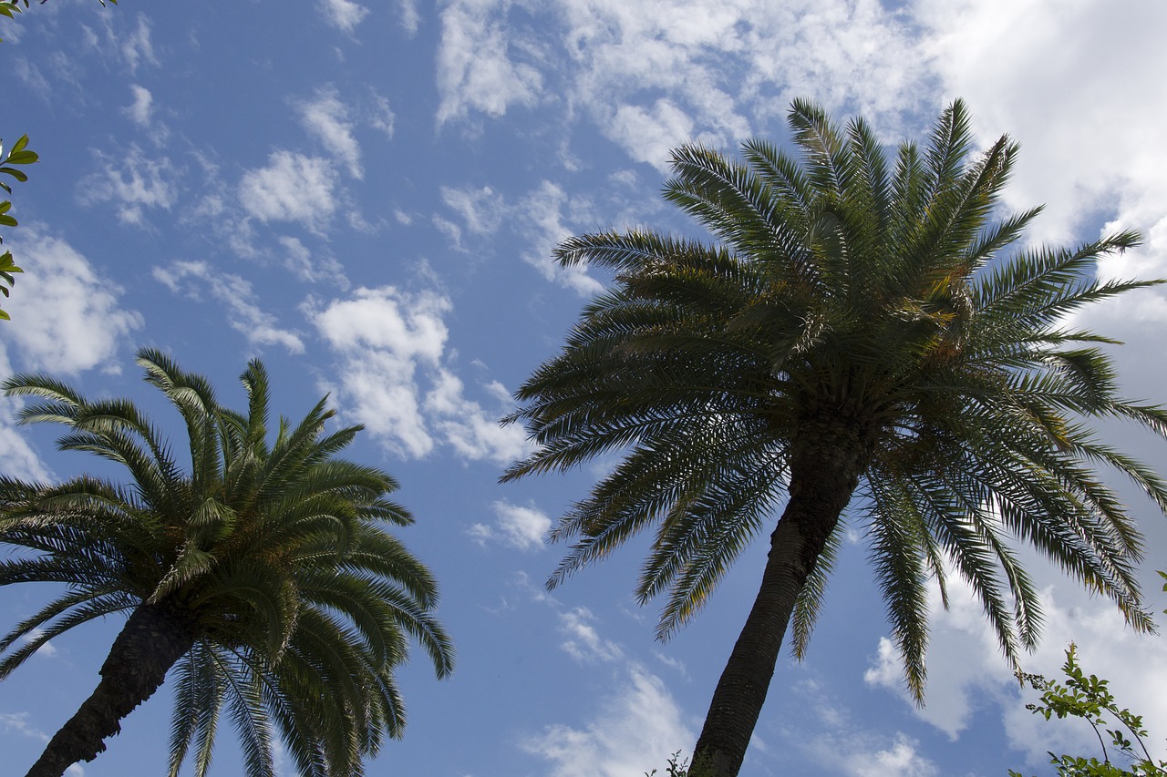 palm  tree  tropical free photo