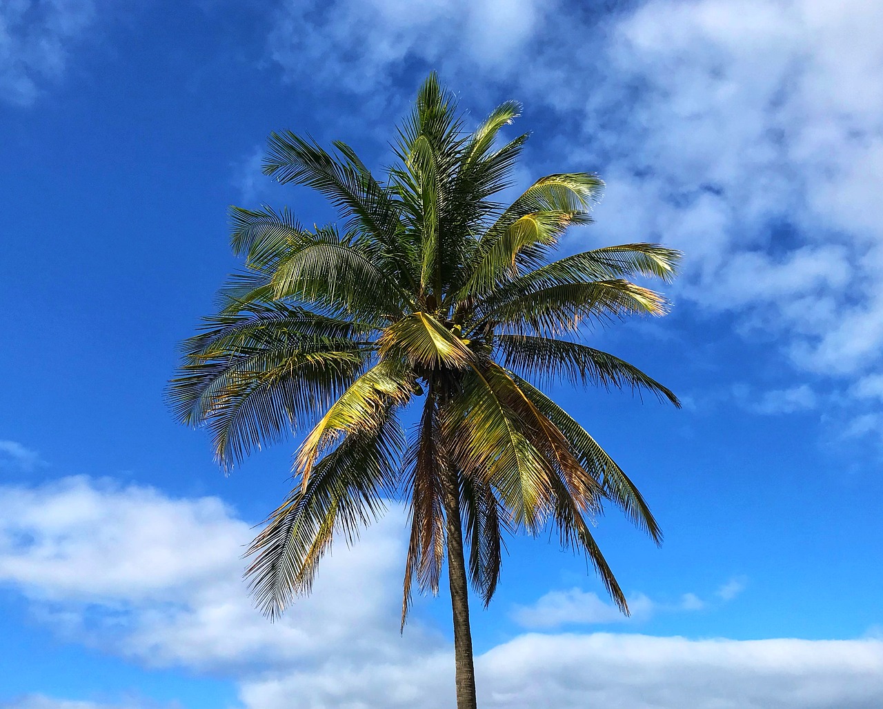 palm  tropical  beach free photo