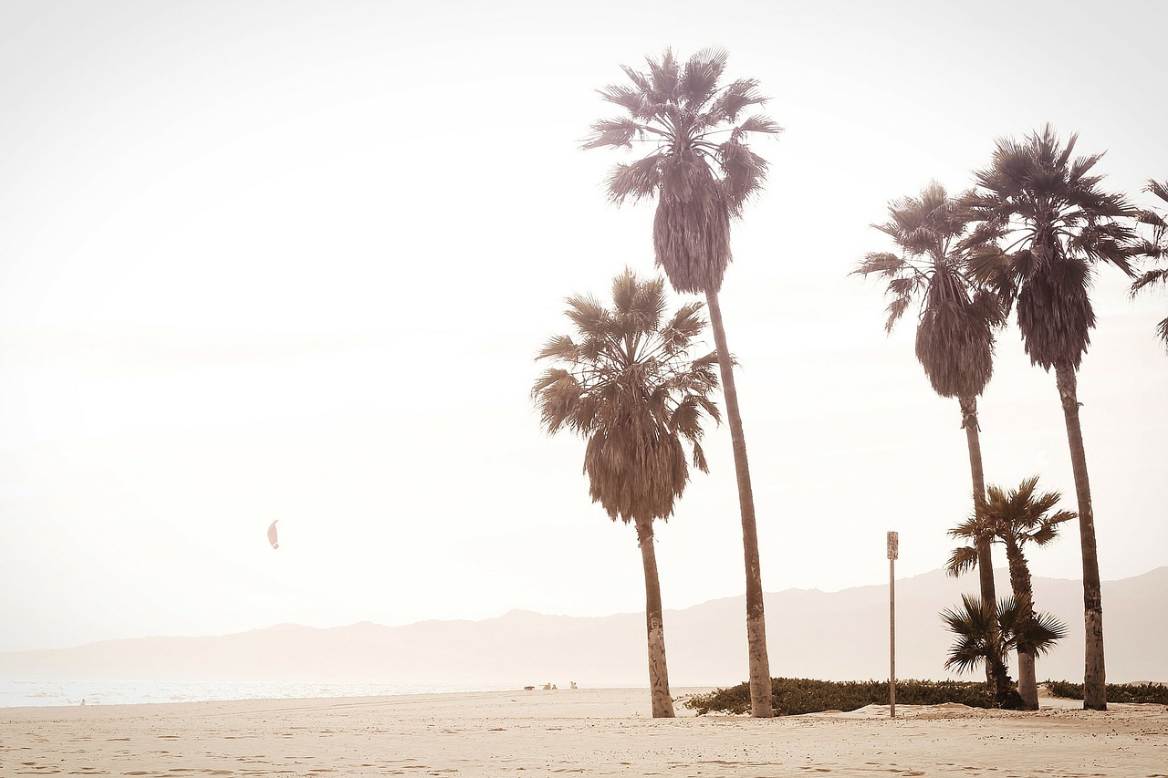 palm trees summer free photo