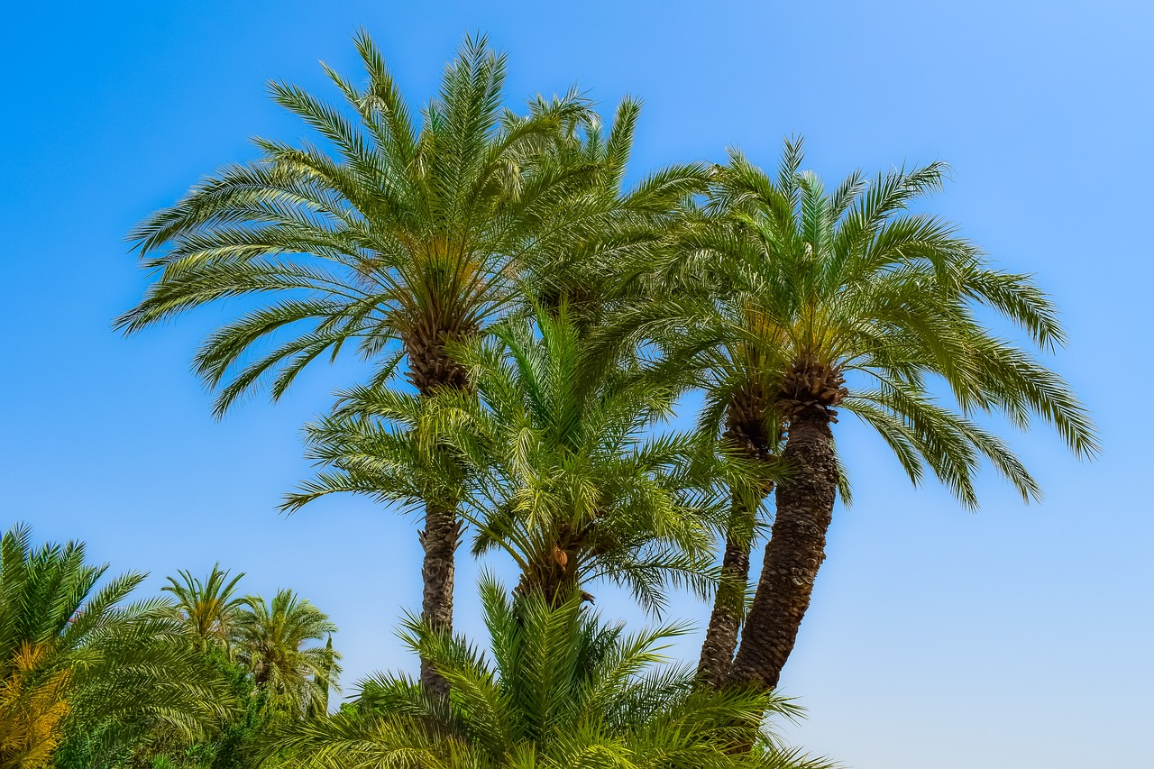 palm  trees  tropical free photo