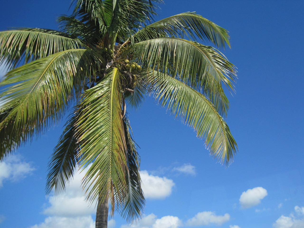 palm vacation tree free photo