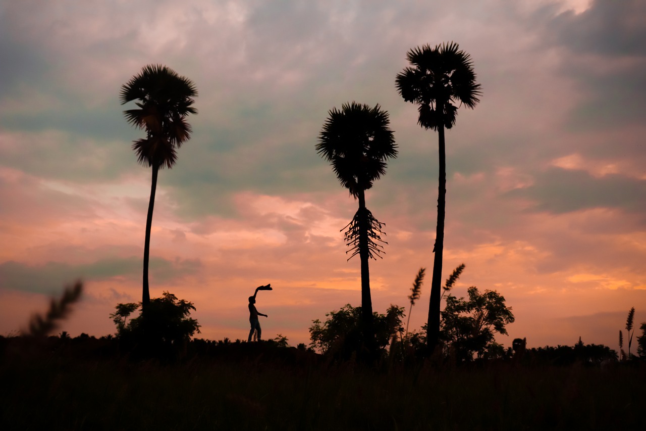 palm  man  india free photo