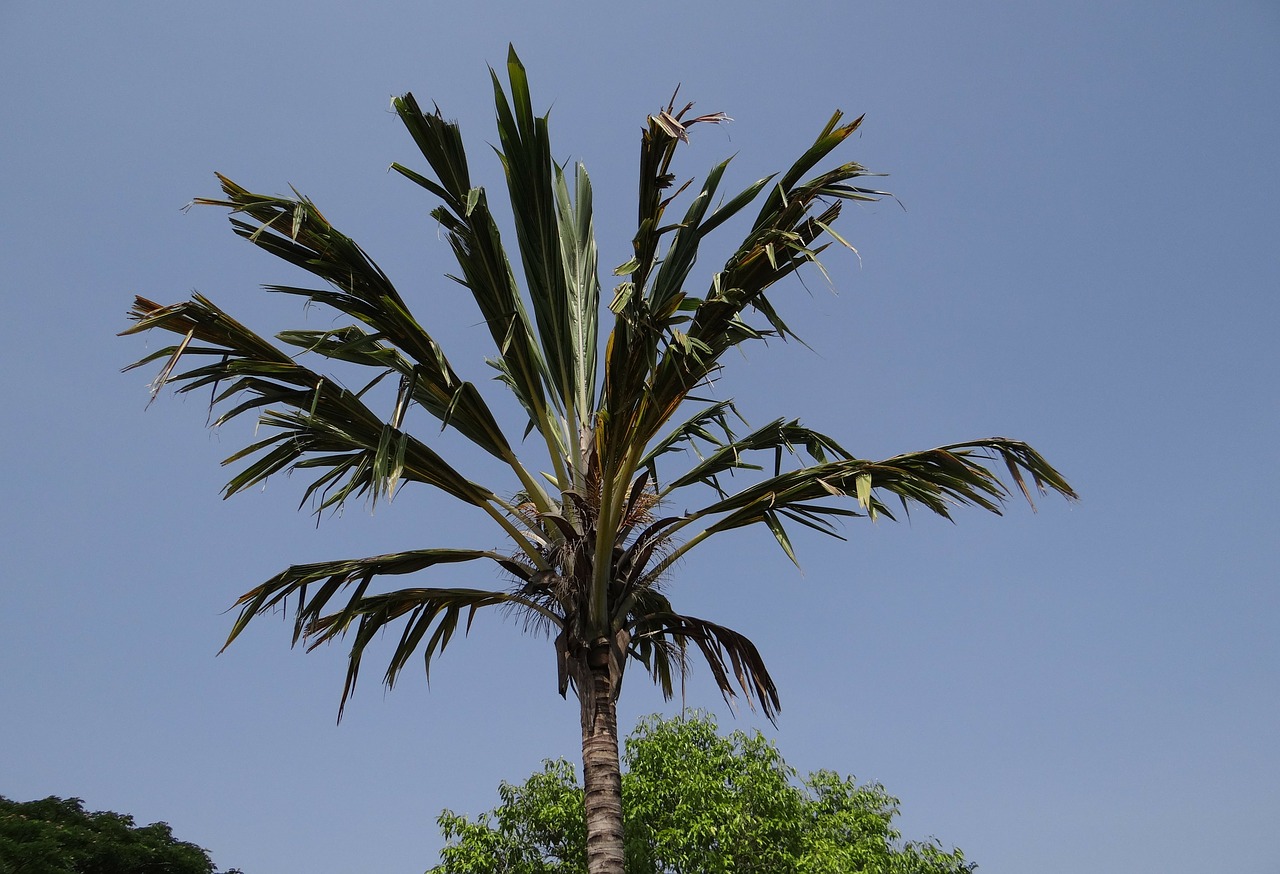 palm exotic halebidu free photo