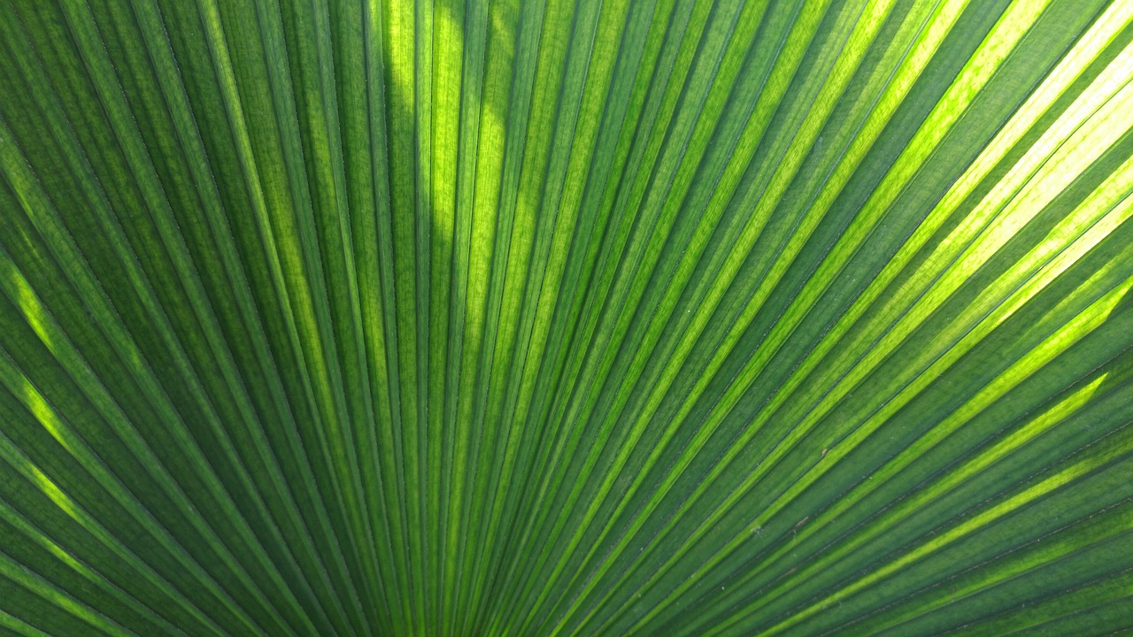 palm  tropical  green free photo