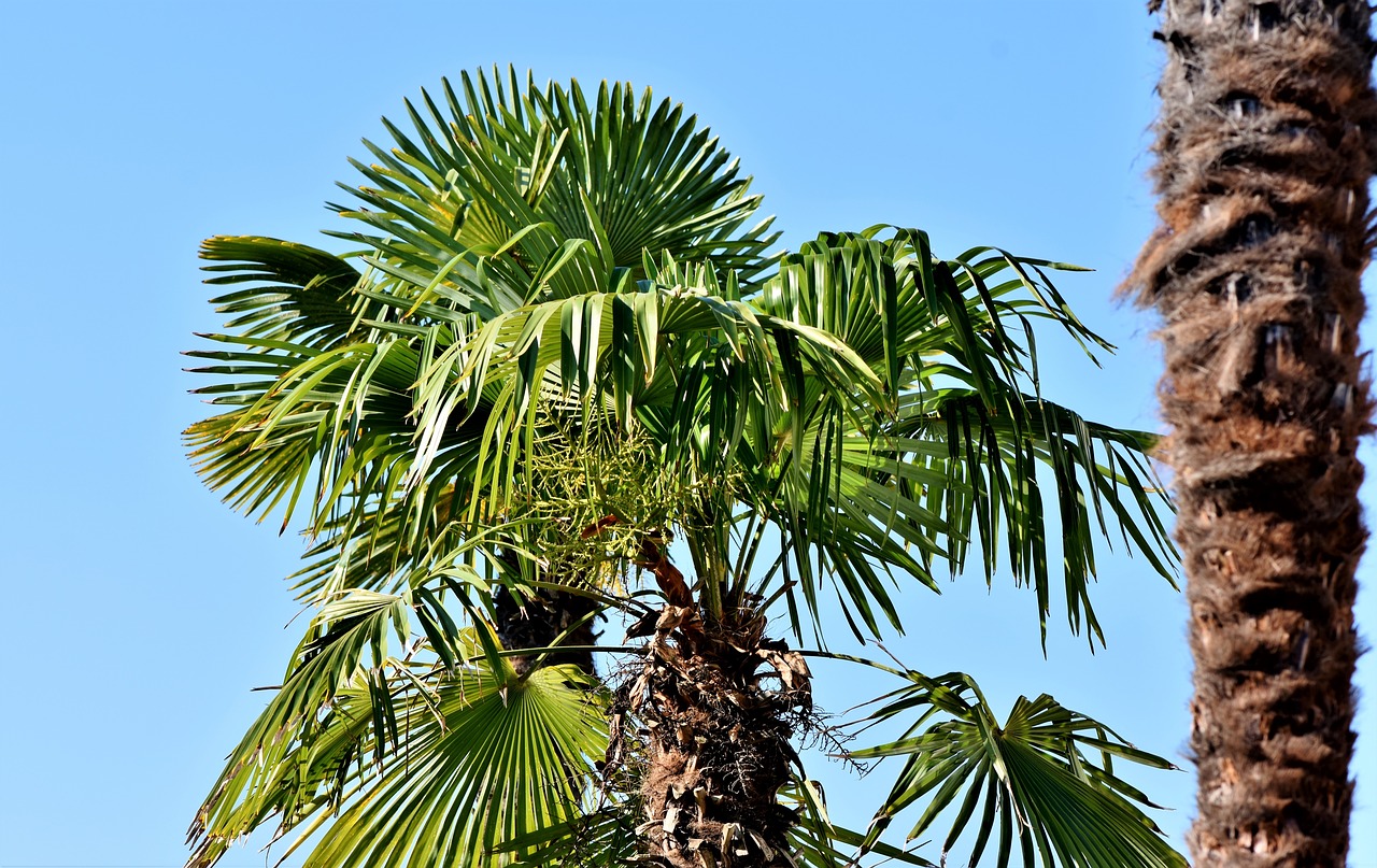 palm  palm leaves  leaves free photo