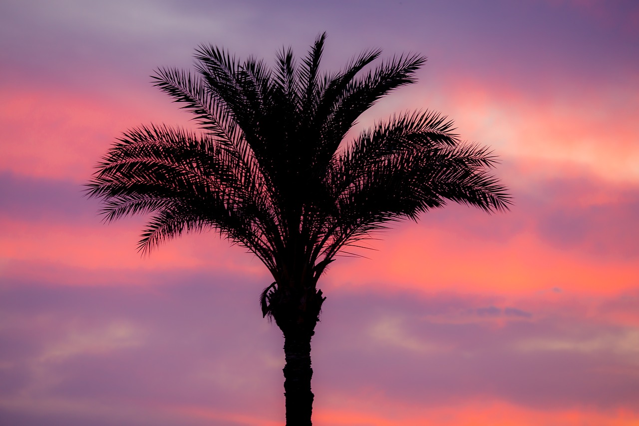 palm  sunset  romance free photo