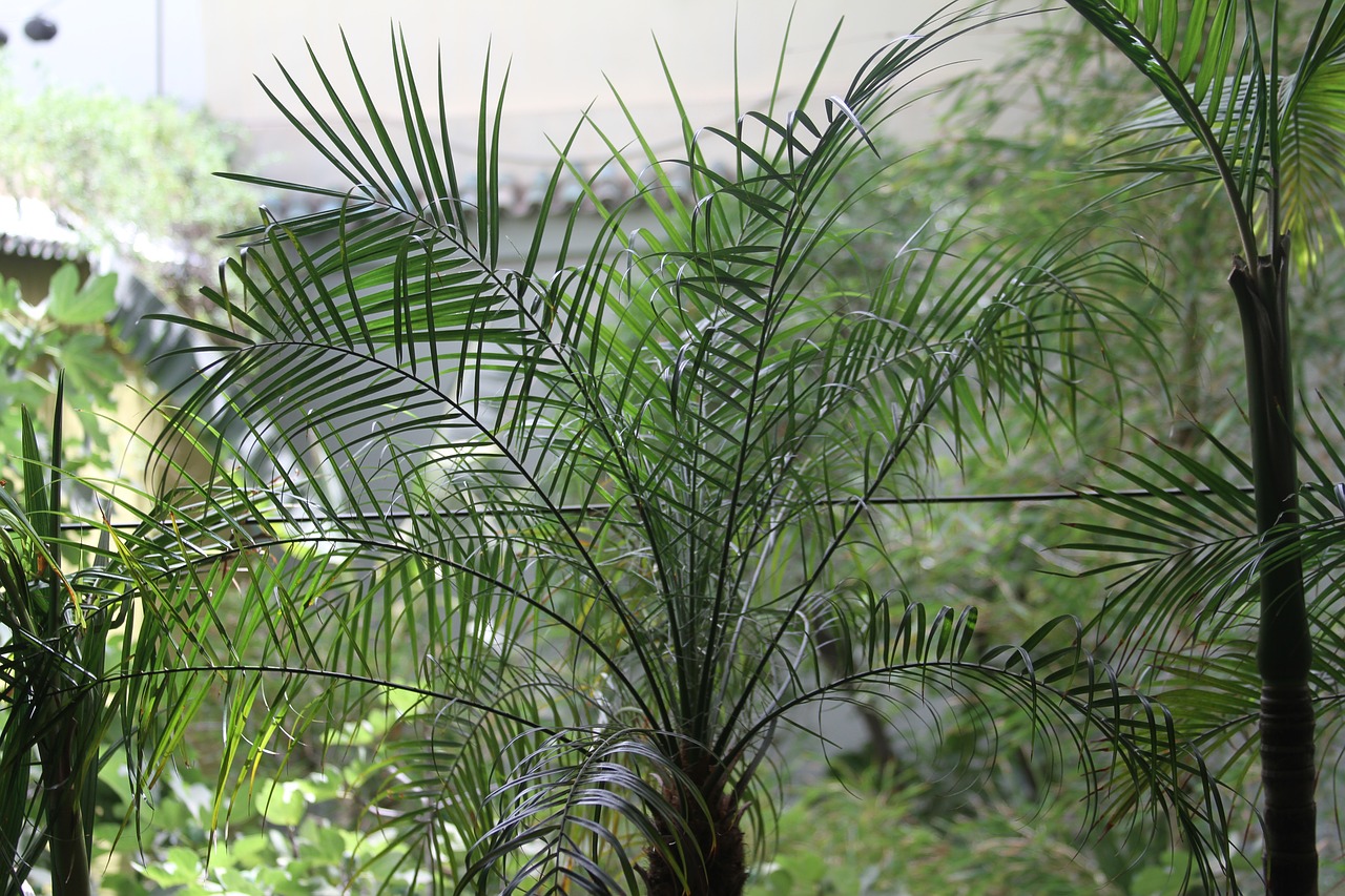 palm  garden  decorates free photo