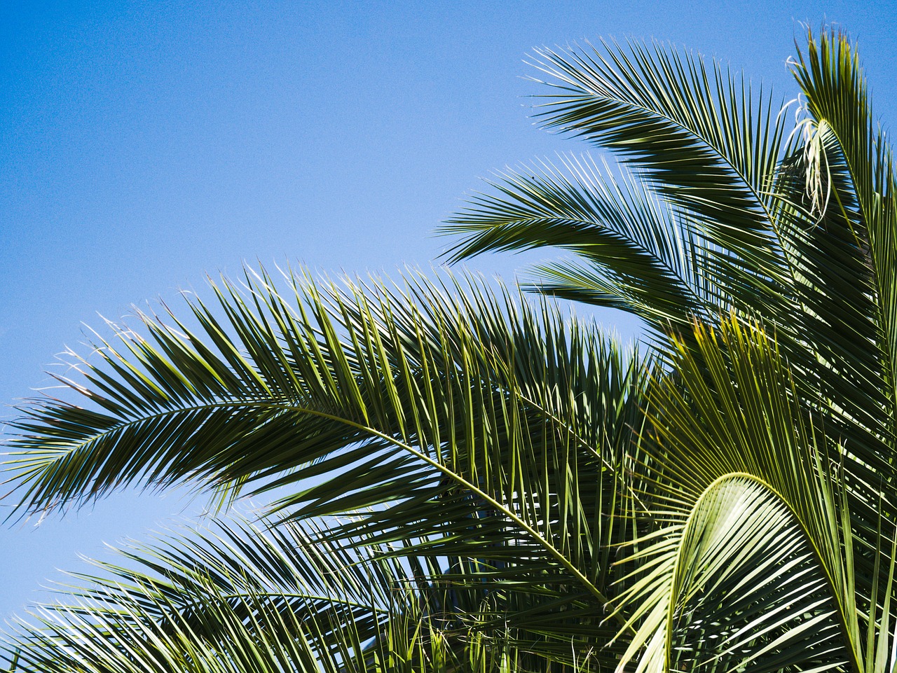 palm  nature  sky free photo