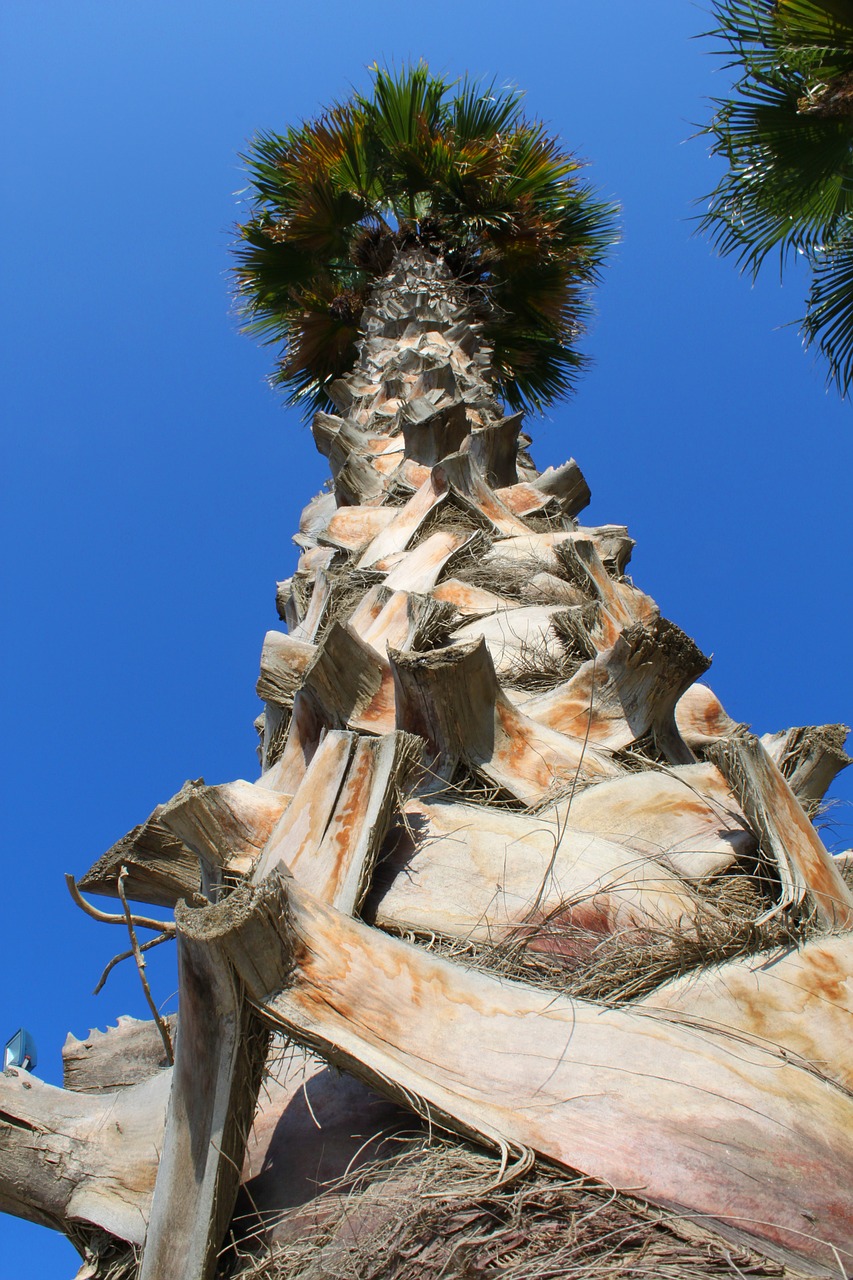 palm exotic palm tree root free photo