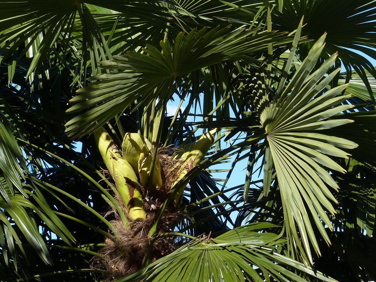 palm tree date palm free photo