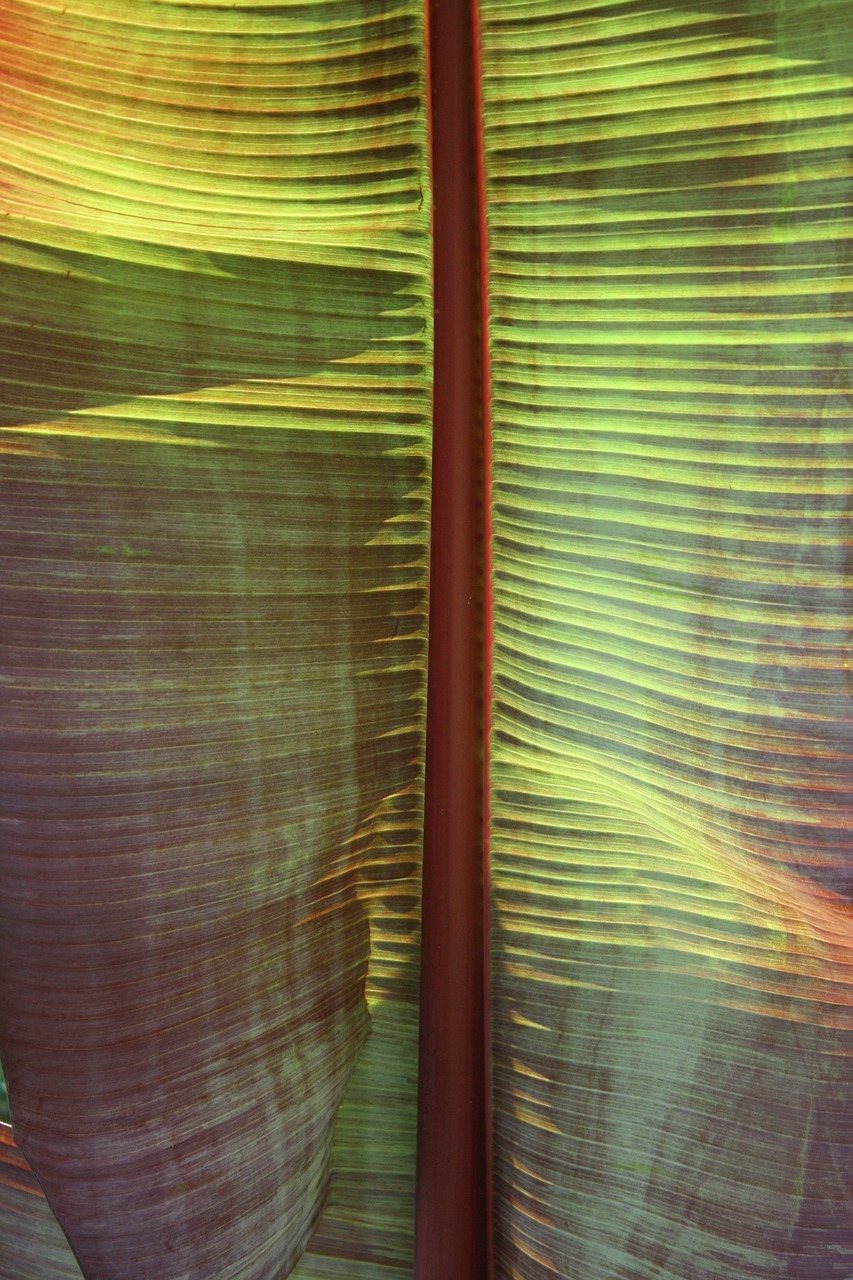 palm  palm leaf  leaf free photo