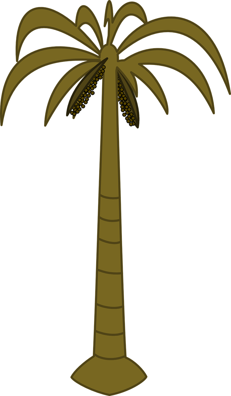 palm tree tropical free photo