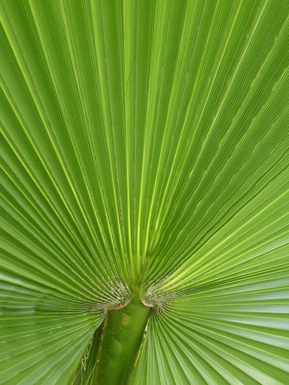 palm  james  palm leaf free photo