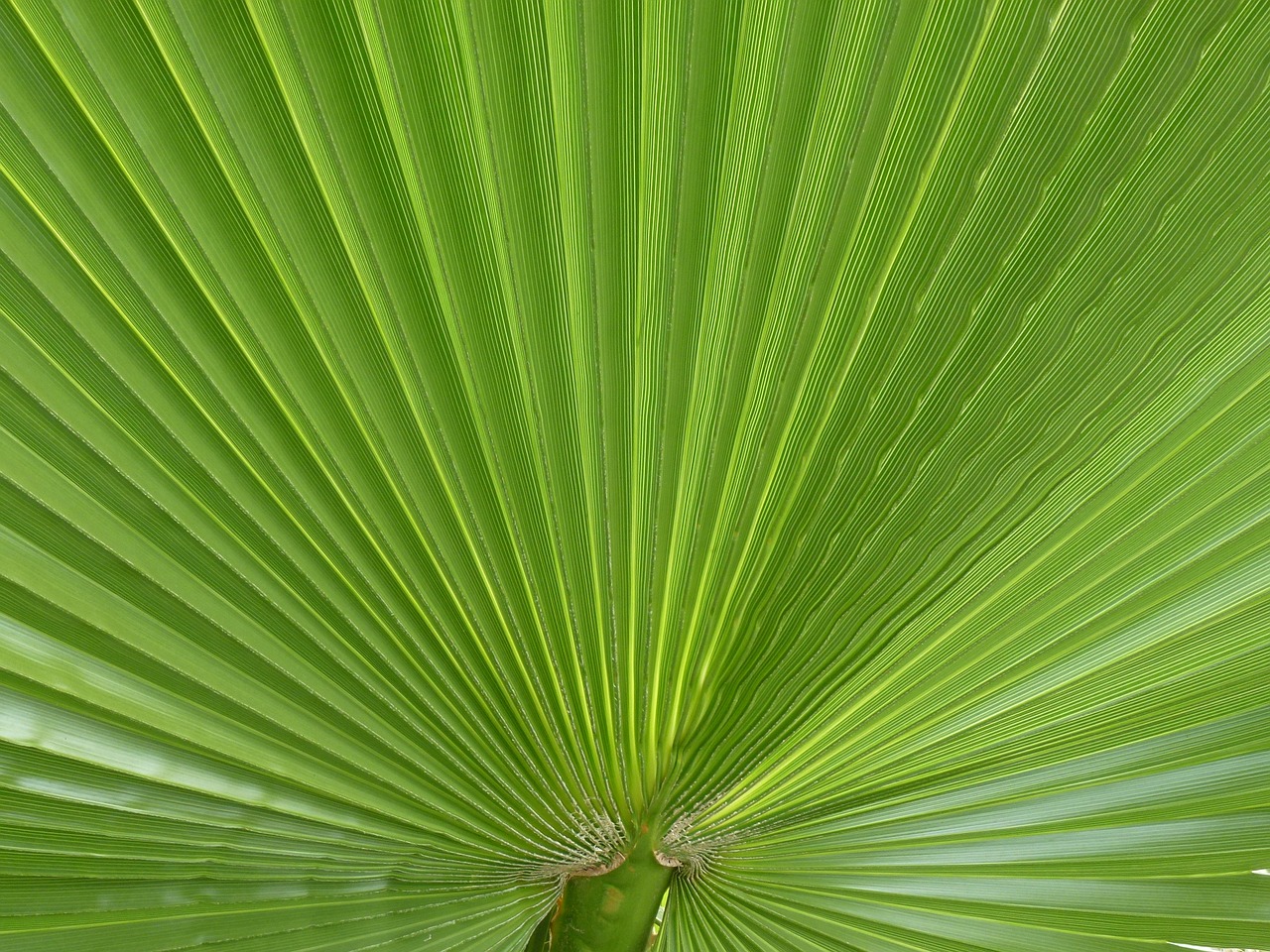 palm  james  palm leaf free photo