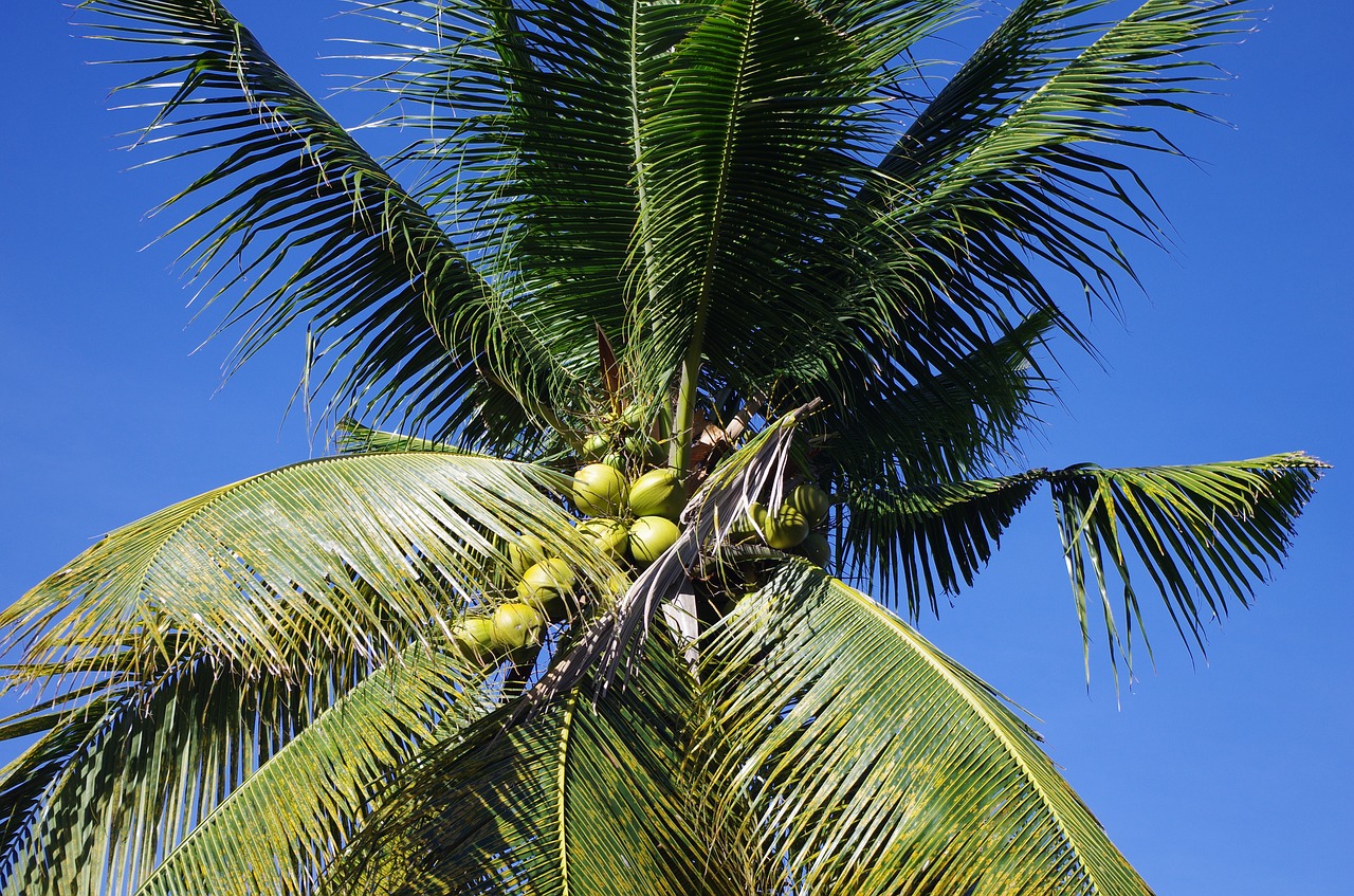 palm  blue pearly  coconuts free photo