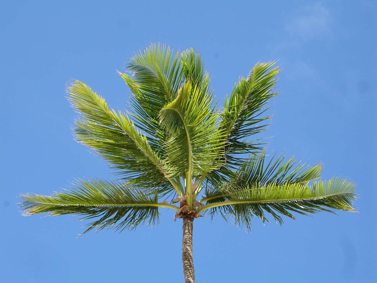 palm palm tree sky blue free photo