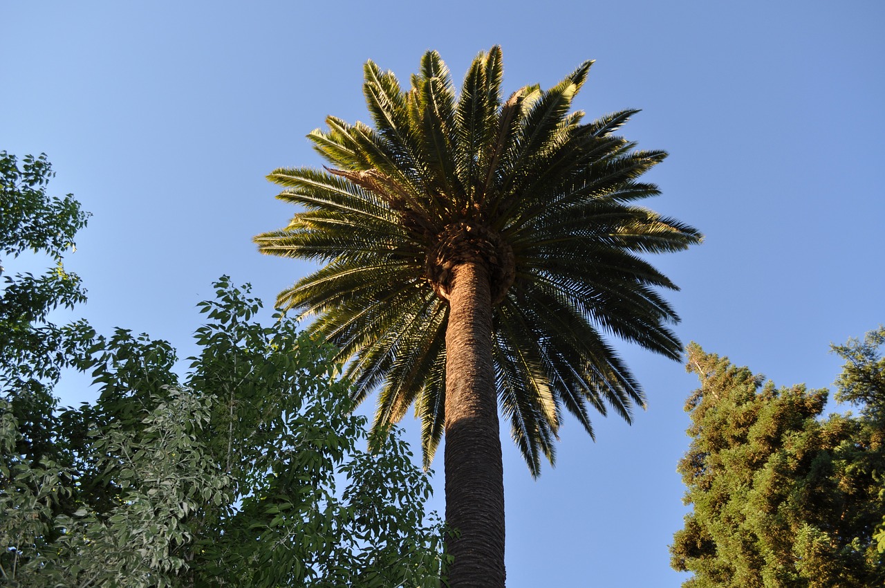 palm  palm tree  sky free photo