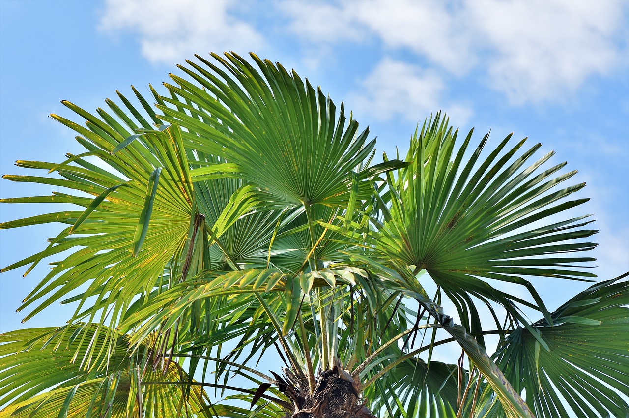 Виды фото пальм и их названия фото