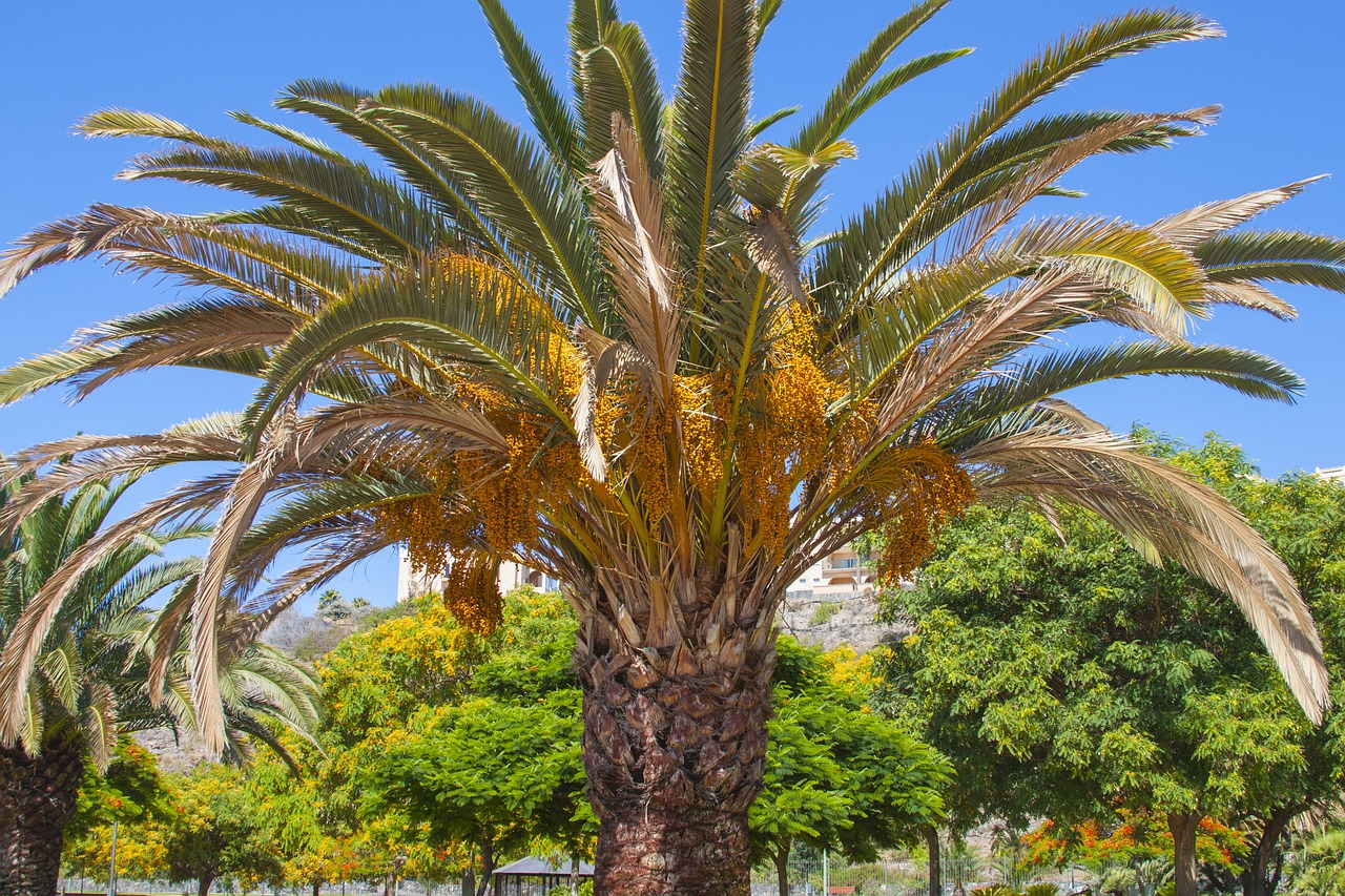 palm spain tree free photo