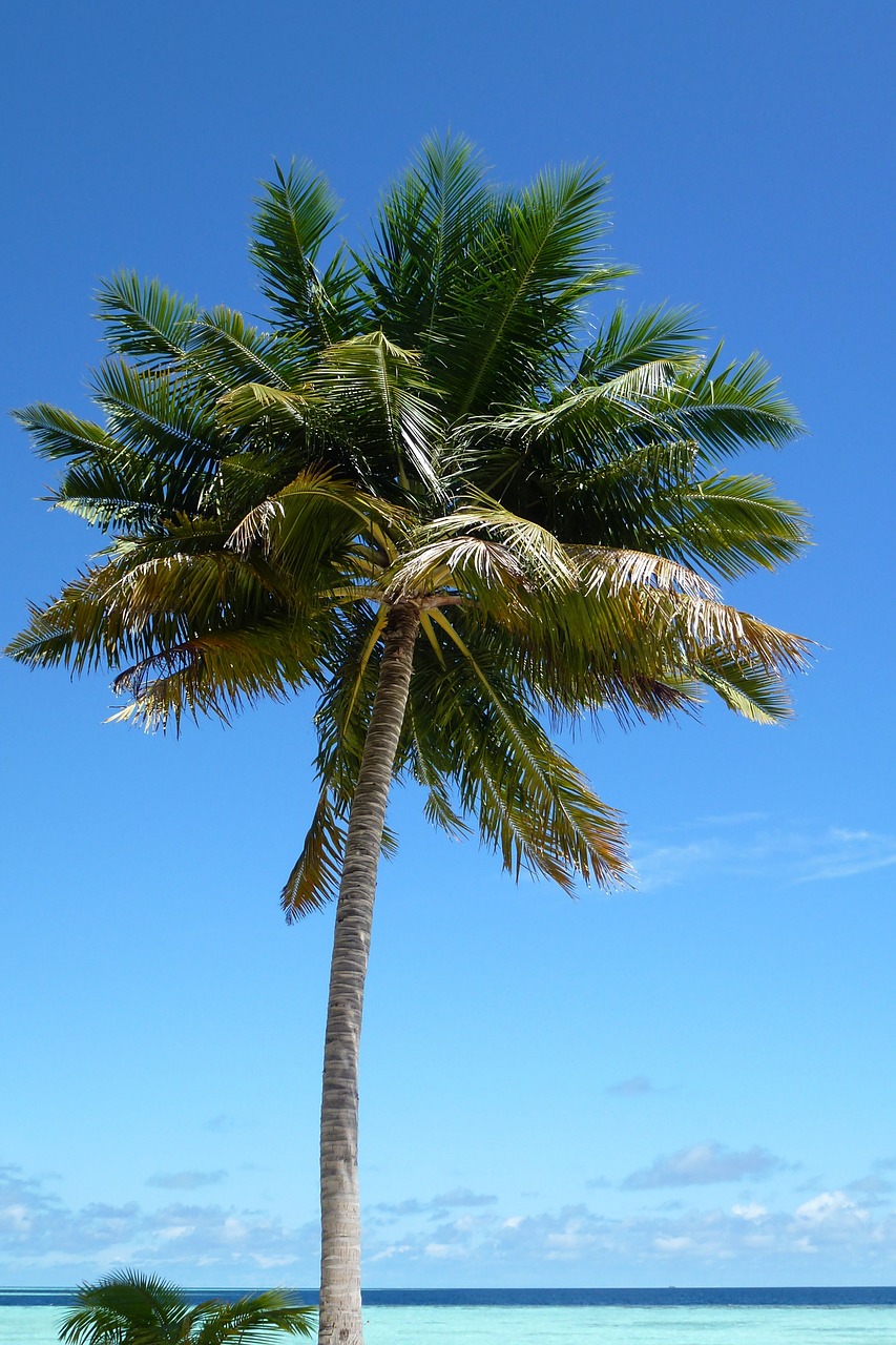 palm beach island free photo