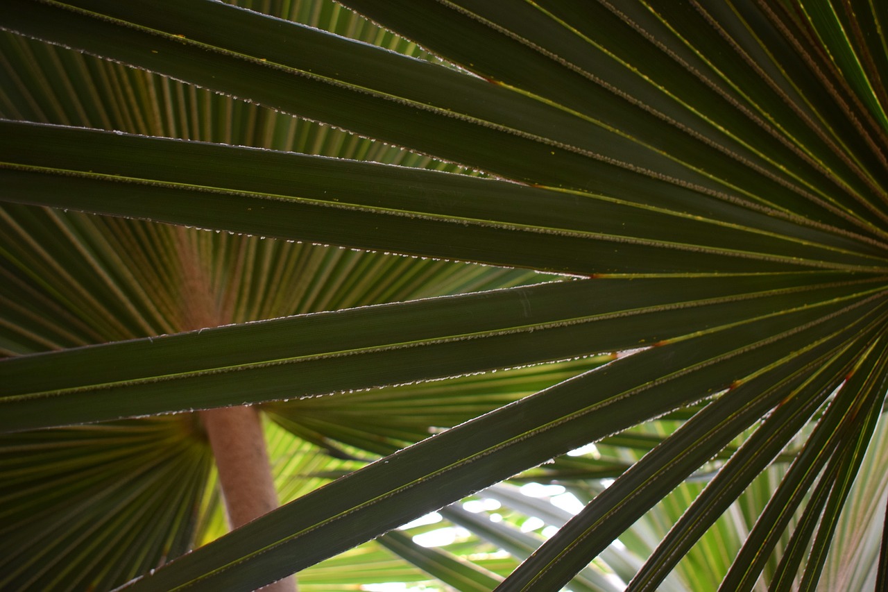 palm  pattern  green free photo